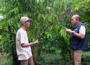 PLN Dukung Perekonomian Petani Banggai Lewat Program “Kopi Batui”, Tanam Harapan di Bawah Menara