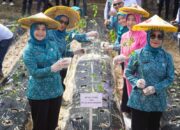 Kendali Inflasi dan Tingkatkan Ketahanan Pangan Daerah, TP PKK Koltim Tanam Cabe