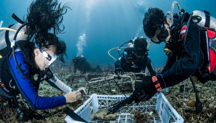 PT Vale, TNI AL, Masyarakat Tanam 25 Struktur Terumbu Karang dan Bersihkan Pesisir Pulau Bulupoloe