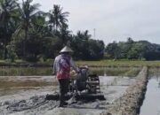Kelompok Tani Mekongga di Kolaka Apresiasi Bantuan Traktor dari PLN, Dukung Peningkatan Produktivitas Pertanian