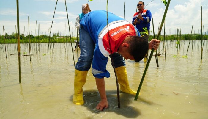 Peringati Hari Konservasi Nasional, Pertamina Tanam 1.000 Bibit Mangrove di Cagar Alam Panua