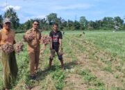 Program TJSL PLN Berikan Dampak Nyata Bagi Kesejahteraan Petani Desa Lampoko