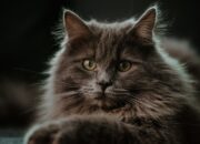 7 Fakta Menarik Mengenai Kucing Maine Coon