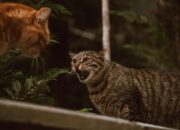 Tips Menangani Kucing Berantem di Rumah