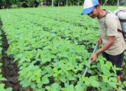 Holding Perkebunan Nusantara Dorong Pertanian Berkelanjutan Melalui Inovasi Pupuk Hayati Enero