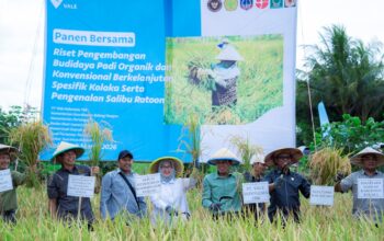Dukung Asta Cita Presiden, PT Vale Panen Bersama Demplot Padi Berkelanjutan di Kolaka