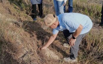 Kadistannak Sultra Pimpin Aksi Basmi Hama di Koltim, Langkah Nyata Amankan Stok Pangan