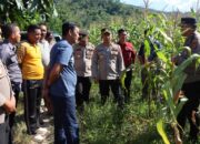 Perkuat Ketahanan Pangan, Kapolres Konawe Cek Langsung Potensi Lahan Jagung Desa Walay