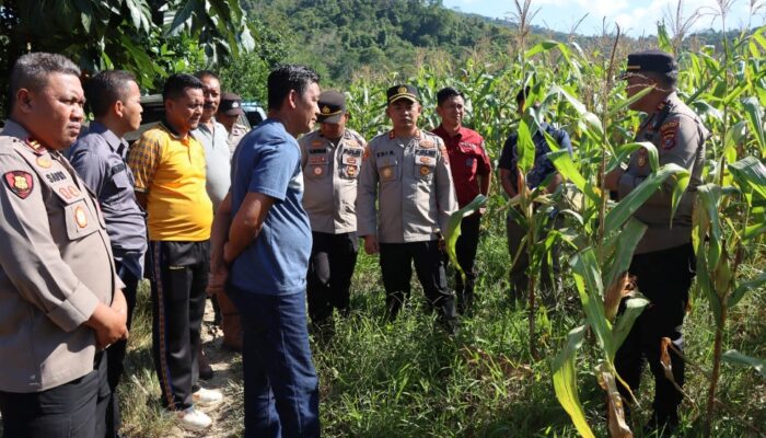 Perkuat Ketahanan Pangan, Kapolres Konawe Cek Langsung Potensi Lahan Jagung Desa Walay