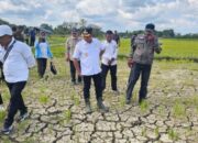 50 Hektare Sawah Kritis akibat Kekeringan, Pemda Mubar Siapkan Pompa dan BBM
