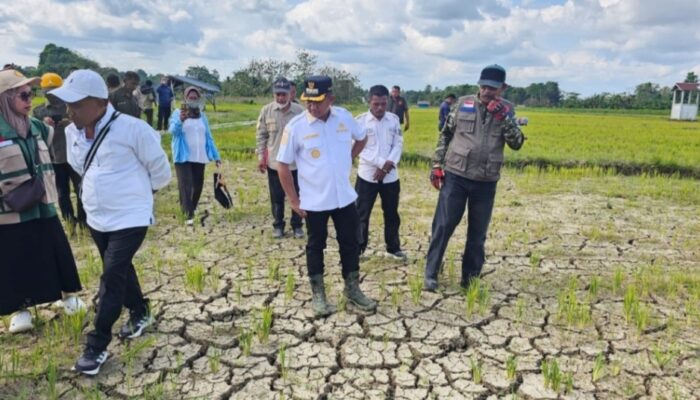 50 Hektare Sawah Kritis akibat Kekeringan, Pemda Mubar Siapkan Pompa dan BBM