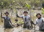 Kalla Toyota Tanam 43.000 Mangrove di Pangkep, Perkuat Ekosistem Pesisir